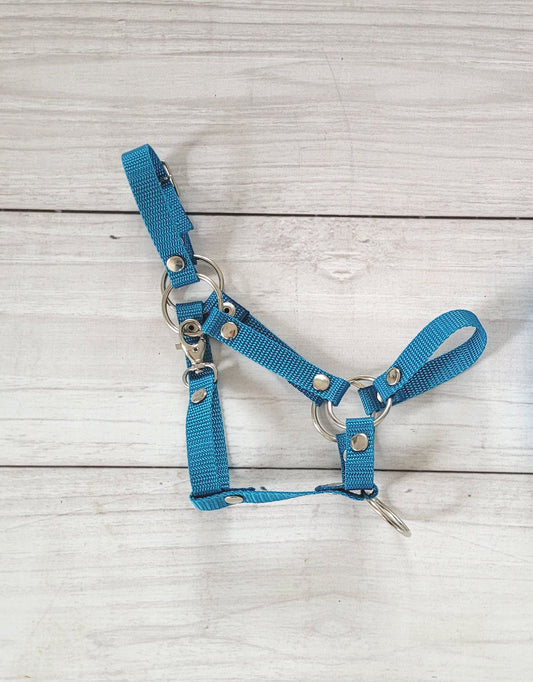 The adjustable halter for Hobby Horse A3 - turquoise – afbeelding 2